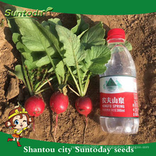 Suntoday vegetal agro água planta rendimento híbrido F1 Cultivo orgânico de chery rabanete f1 sementes híbridas para agricultura (51001)